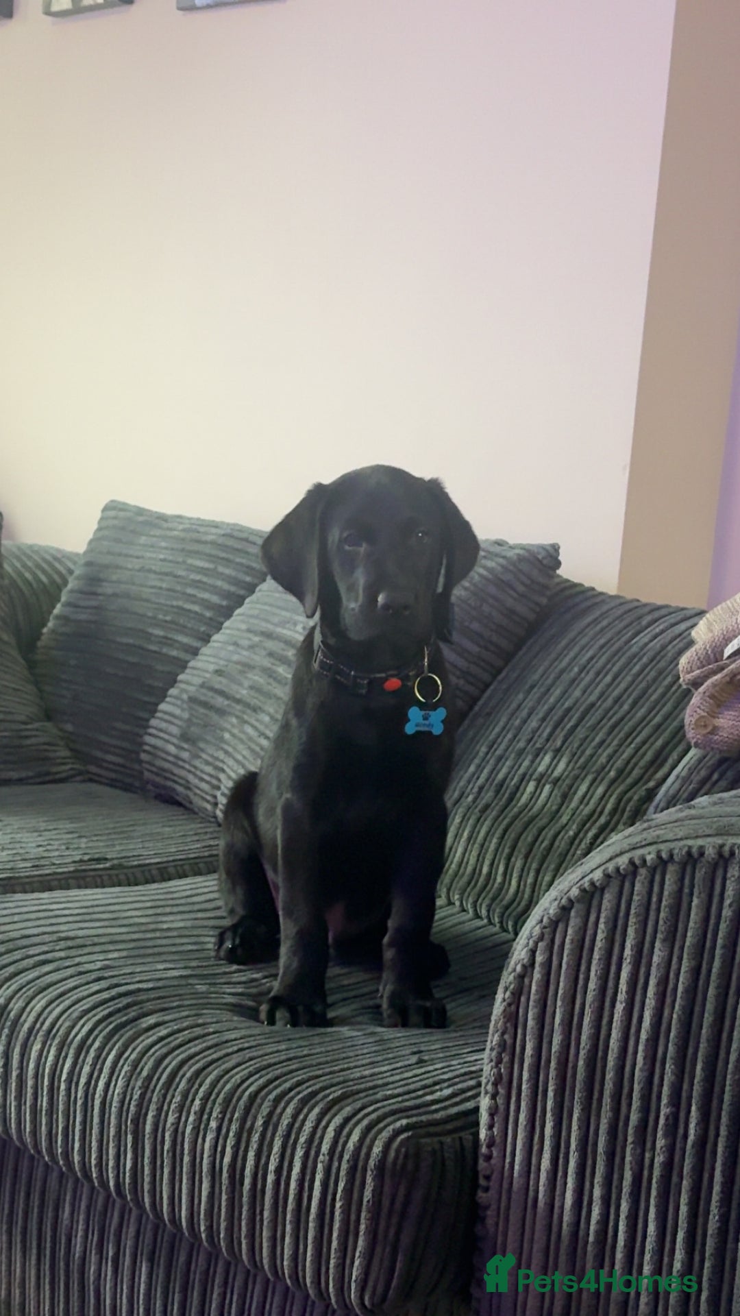 Labrador Retriever dogs for sale: Black Labrador 16 weeks old  - Image 1