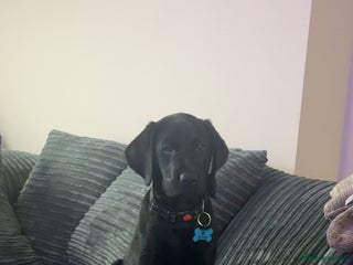 Labrador Retriever dogs for sale - Advert 1