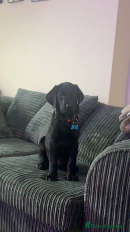 Labrador Retriever dogs - Advert 5