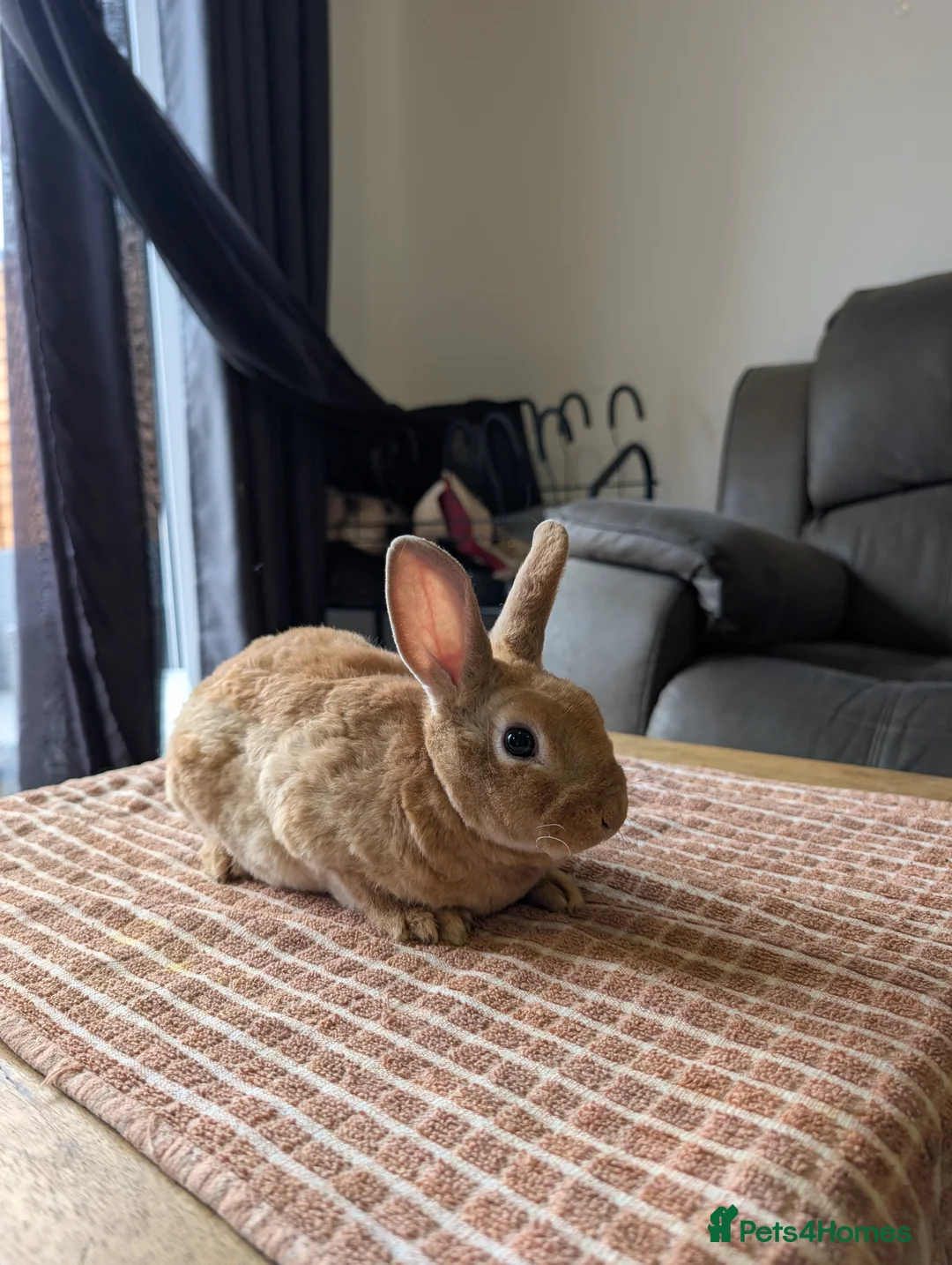 Lionhead rabbits for sale: 🐰 Baby Rabbits Looking for a New Home 🐰 - Advert 16