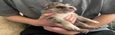 Staff cross Alaskan malamute 