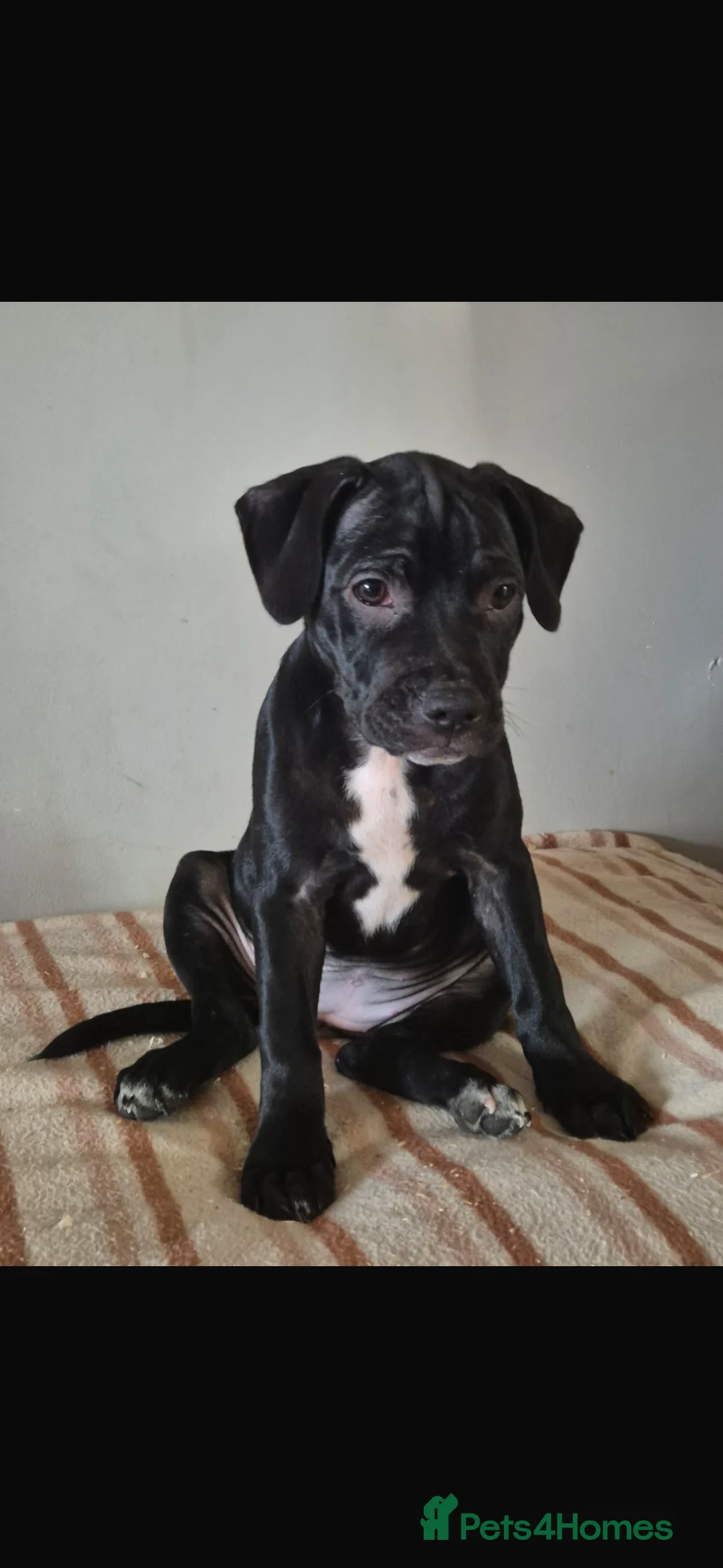 Staffordshire Bull Terrier dogs for sale: Staffy Pups, 2 females  - Advert 3