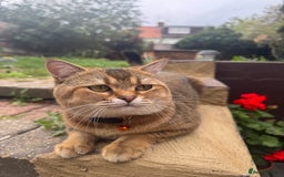 Scottish Fold cats for sale: Cookie Looking for a Loving Home - Image 1