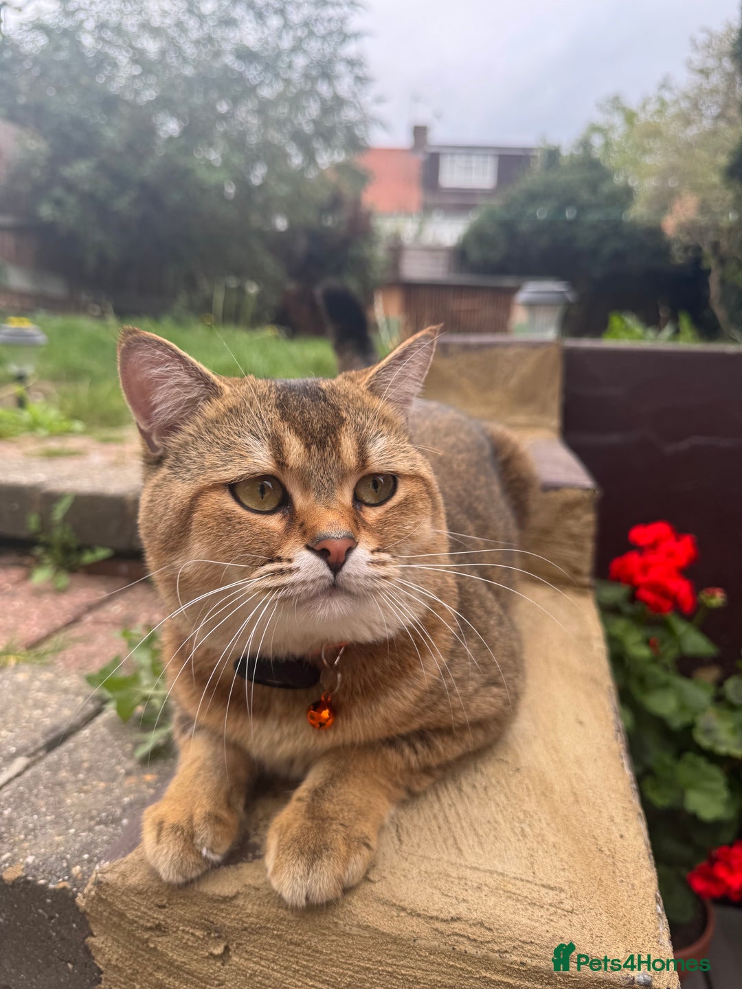 Scottish Fold cats for sale: Cookie Looking for a Loving Home - Image 1