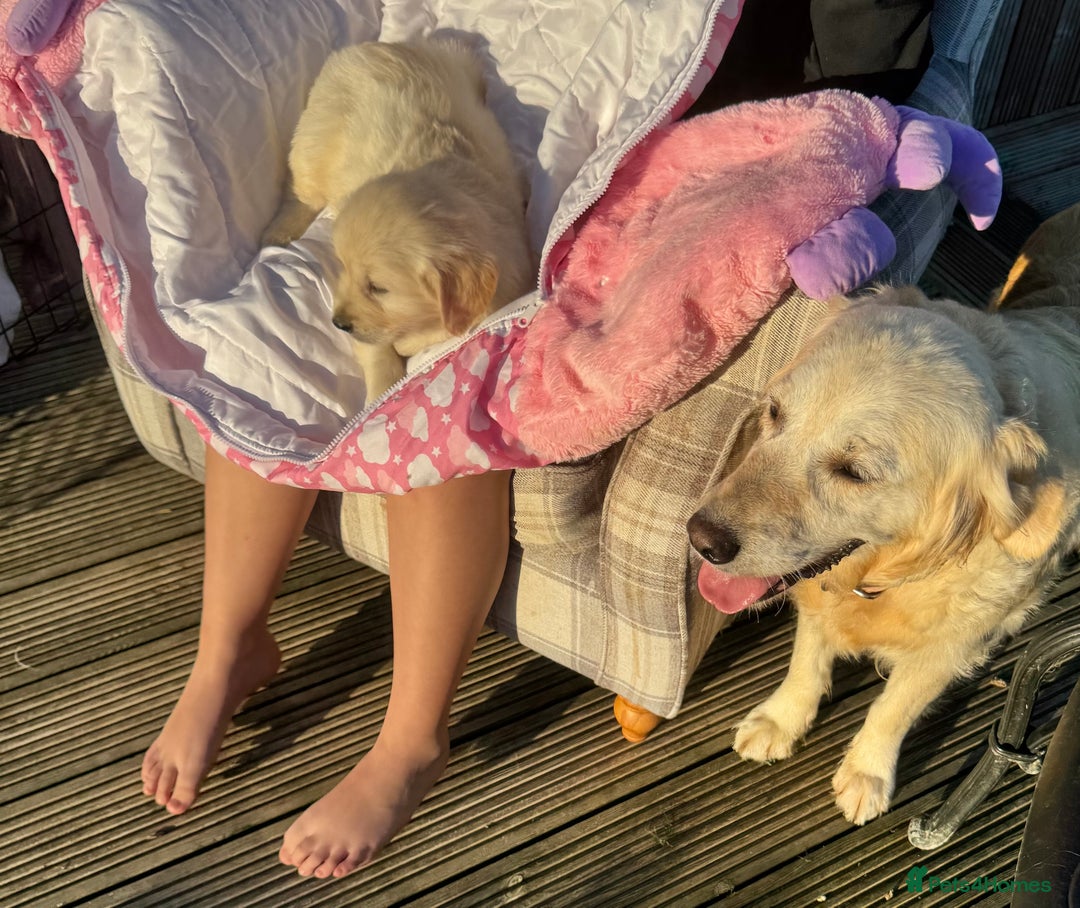 Golden Retriever dogs for sale: QUALITY GOLDEN RETREIVER PUPPIES - Image 13