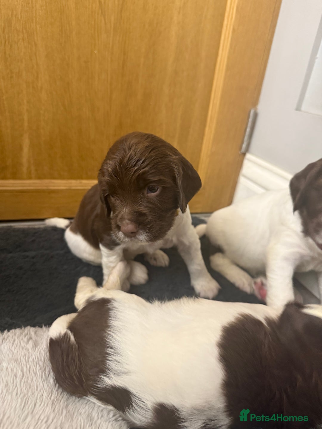 English Springer Spaniel dogs for sale: ENGLISH SPRINGER SPANIEL - Image 7