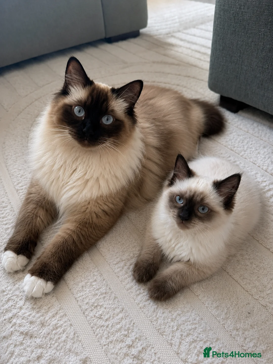 Ragdoll cats for sale: Ragdoll kitten seal colourpoint  in Buckley - Advert 2