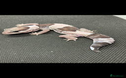 Gecko reptiles for sale: Geckos for sale STUNNING BABIES Leopard and AFT - Image 9