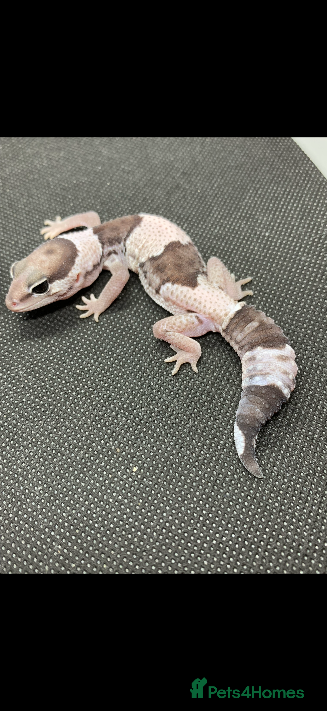 Gecko reptiles for sale: Geckos for sale STUNNING BABIES Leopard and AFT - Image 9