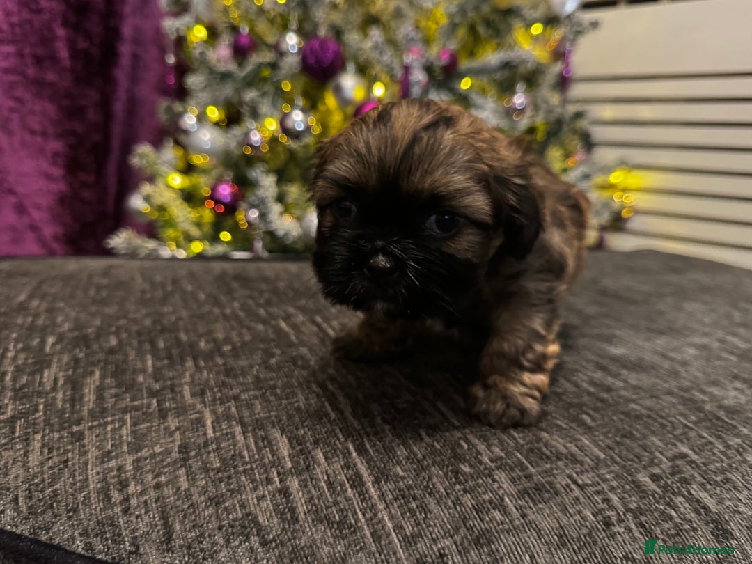 Mixed Breed dogs for sale: Beautiful pups looking for their forever home! - Advert 12