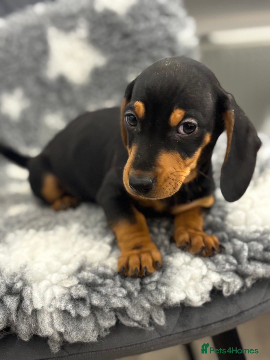 Miniature Dachshund dogs for sale: 7 Daschunds pups  - Advert 4