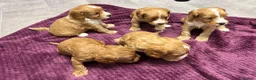 Cockapoo dogs for sale: Beautiful cockapoos in Axbridge - Advert 4