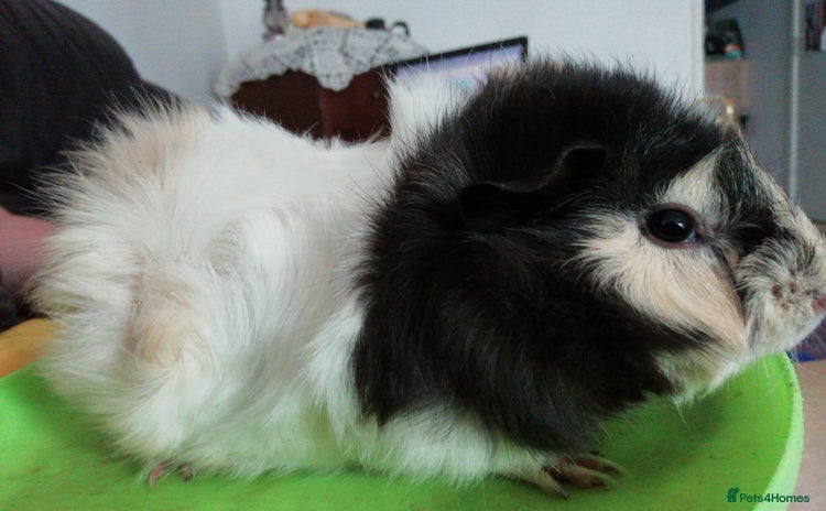 Guinea Pig rodents - Advert 14