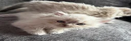 Persian cats for sale: Stunning Colourpoint Persian Kittens 💖 - Advert 3
