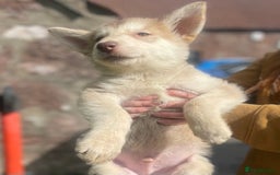 Mixed Breed dogs for sale: German Shepherd cross Malamute Puppies Ready Now  - Image 5