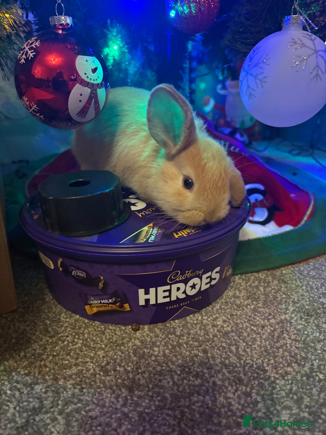 Mini Lop rabbits for sale: Adorable Baby Mini Lop Bunnies - Advert 5