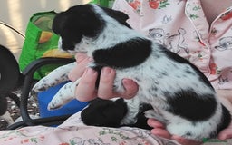 Mixed Breed dogs for sale: Puppies  - Image 3