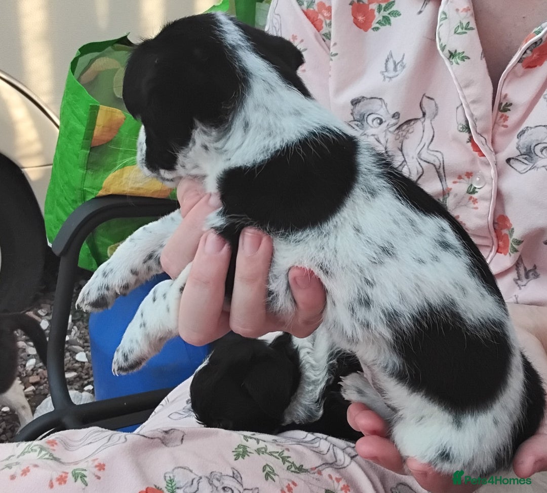Mixed Breed dogs for sale: Puppies  - Image 3
