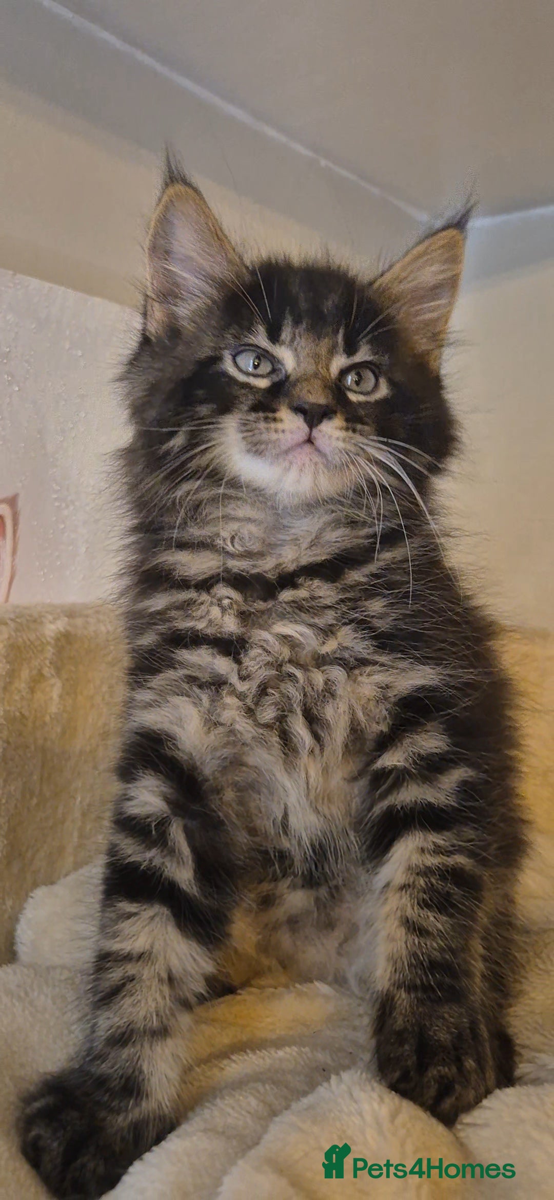 Maine Coon cats for sale: Friendly Maine coone mix baby's ready to go  - Advert 19