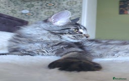 Maine Coon cats for sale: Big outstanding Russian lines with many champions  - Image 10