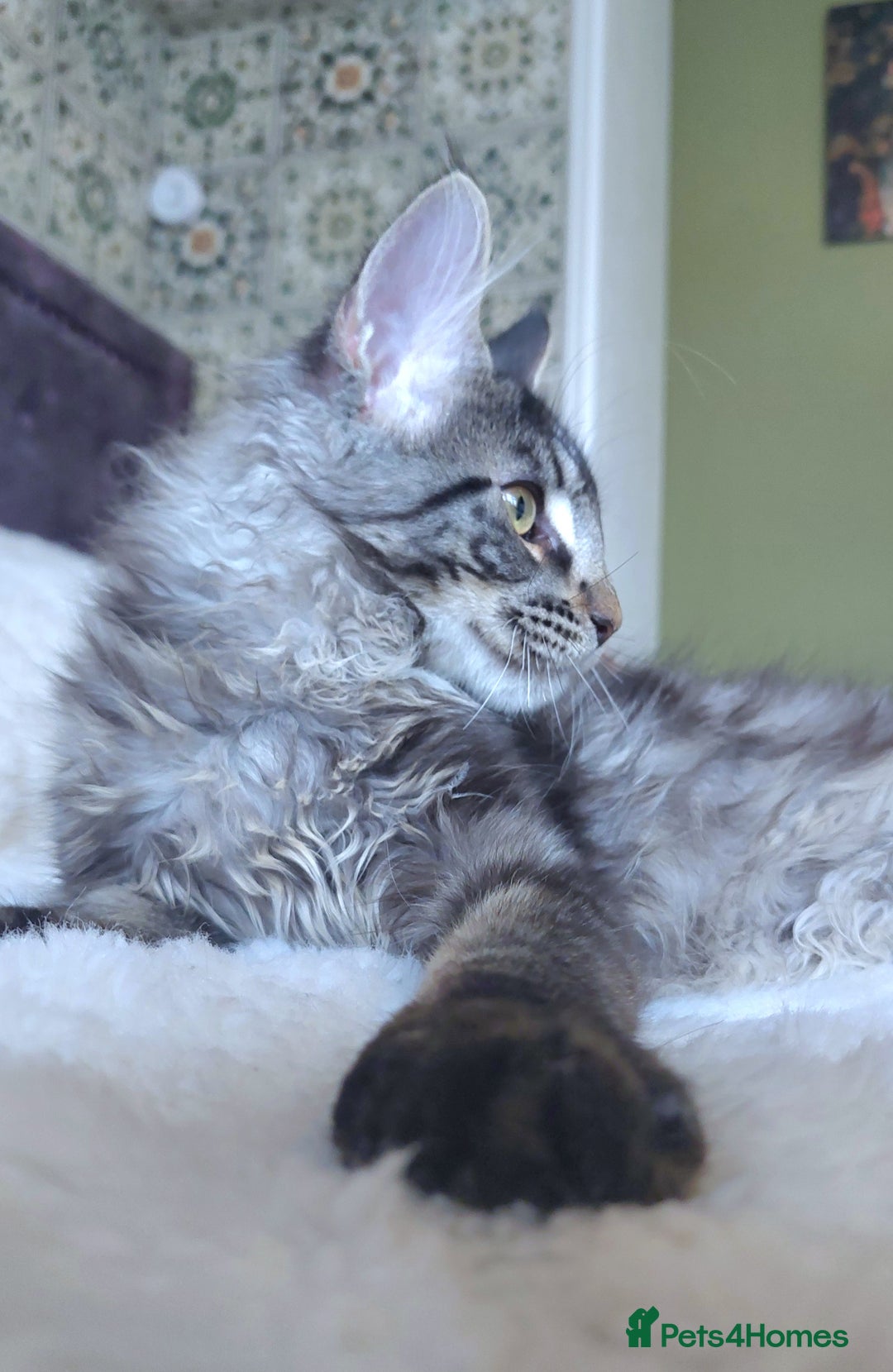 Maine Coon cats for sale: Big outstanding Russian lines with many champions  - Image 10