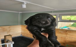 Cocker Spaniel dogs for sale: beautiful cocker spaniel puppies - Image 6