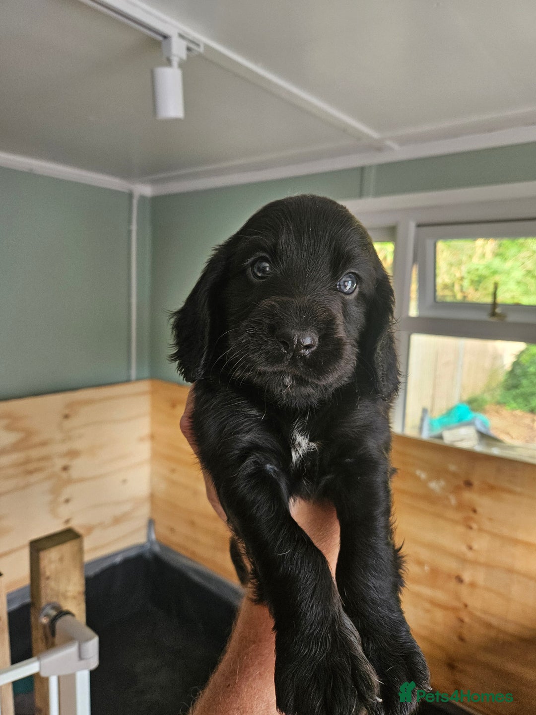 Cocker Spaniel dogs for sale: beautiful cocker spaniel puppies - Image 6