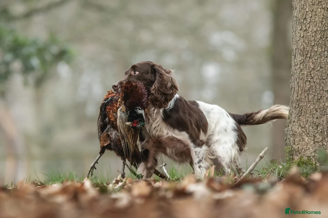 English Springer Spaniel dogs for stud: Working Springer Spaniel for Stud in Bedale - Advert 5