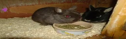 Mixed Breed rabbits for sale: ready to forever homes - Advert 4