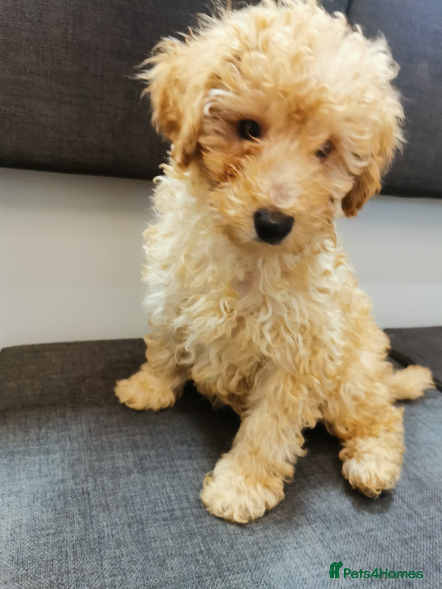 Toy Poodle dogs  READY TO LEAVE fully vaccinated kc regstrd GIRL - Advert 2