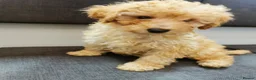 Toy Poodle dogs for sale:  READY TO LEAVE fully vaccinated kc regstrd GIRL - Advert 3