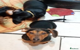 Dachshund dogs for sale: 4 lovely dachshund for sale  - Image 3