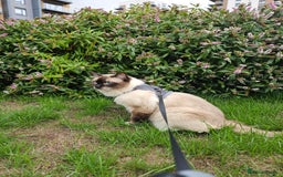Ragdoll cats for sale: Male Ragdoll  - Image 1