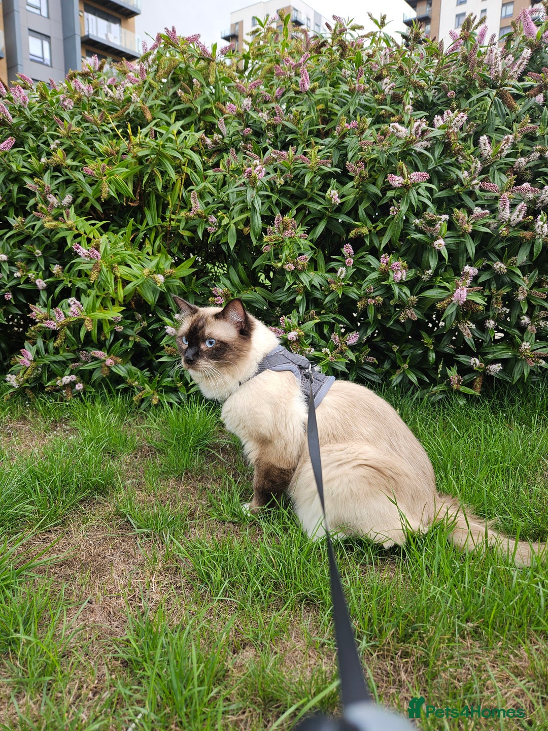 Ragdoll cats for sale: Male Ragdoll  - Image 1