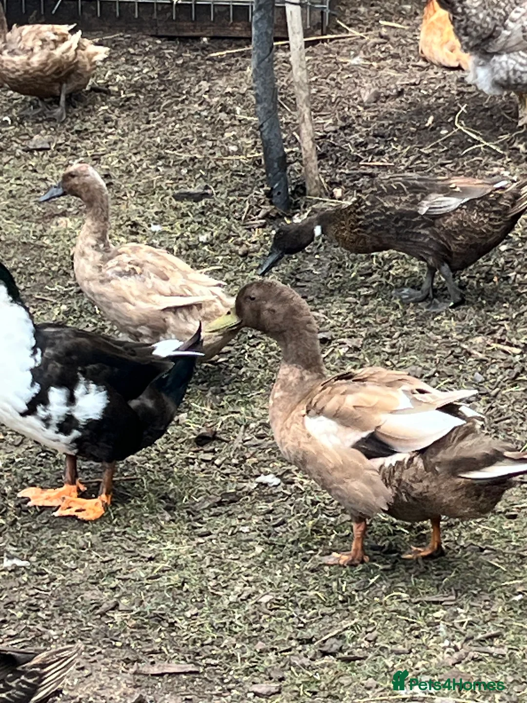 Ducks poultry for sale: Khaki Campbell ducks - Advert 5