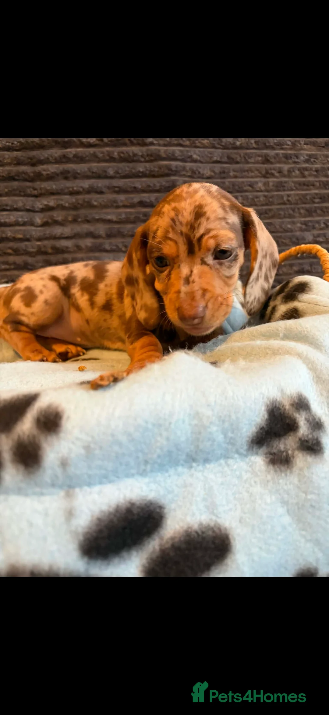 Miniature Dachshund dogs for sale: KC registered Miniature Dachshund puppies  - Advert 7