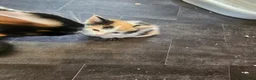 Mixed Breed cats for sale: Femail calico kittens for sale  in Huddersfield - Advert 3