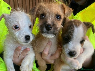 Jack Russell dogs 6 Jack Russell Puppies - Advert 18