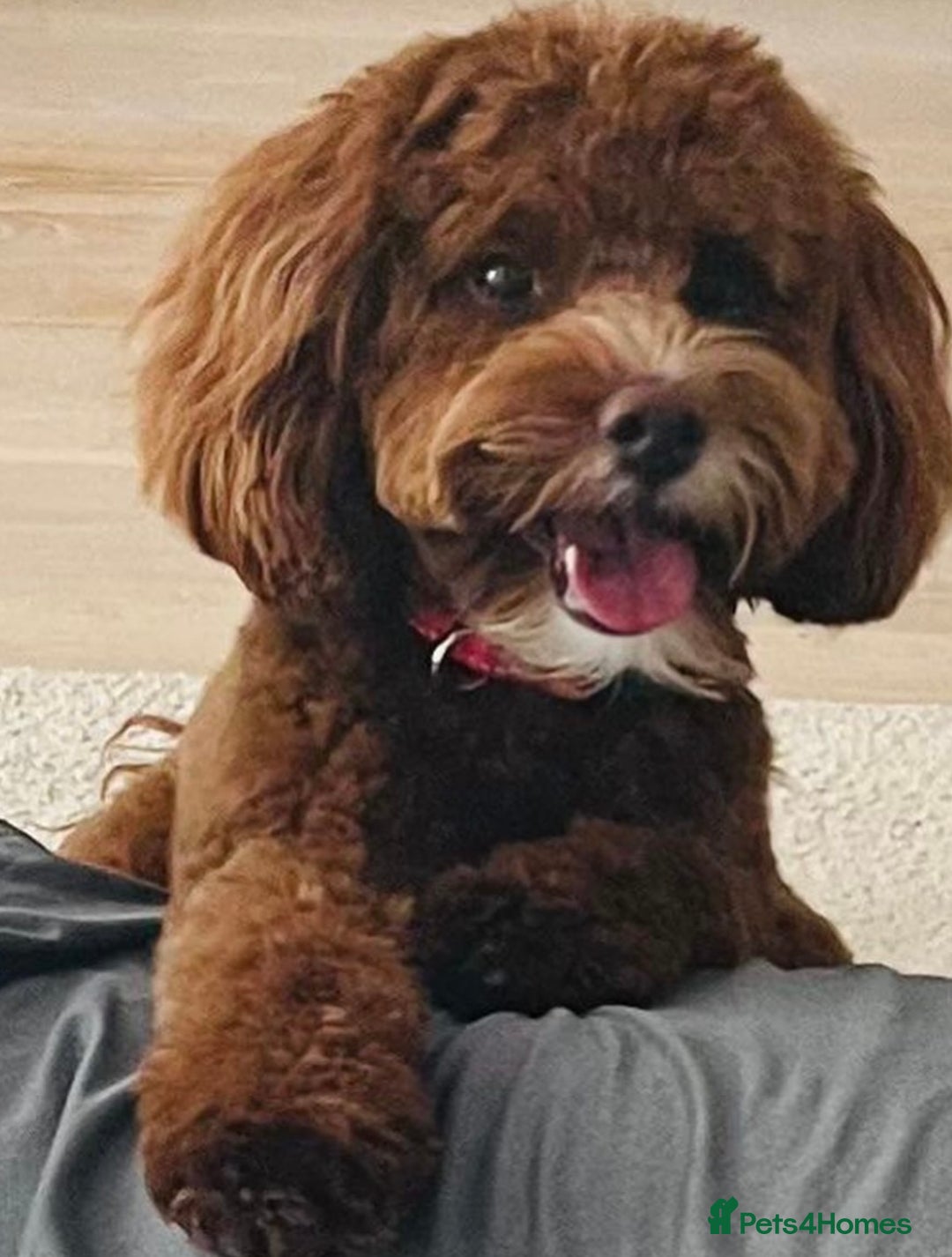 Cavapoo dogs for sale: Extensively health tested toy cavapoos red  - Advert 11