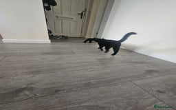 Mixed Breed cats for sale: Kittens  - Image 5