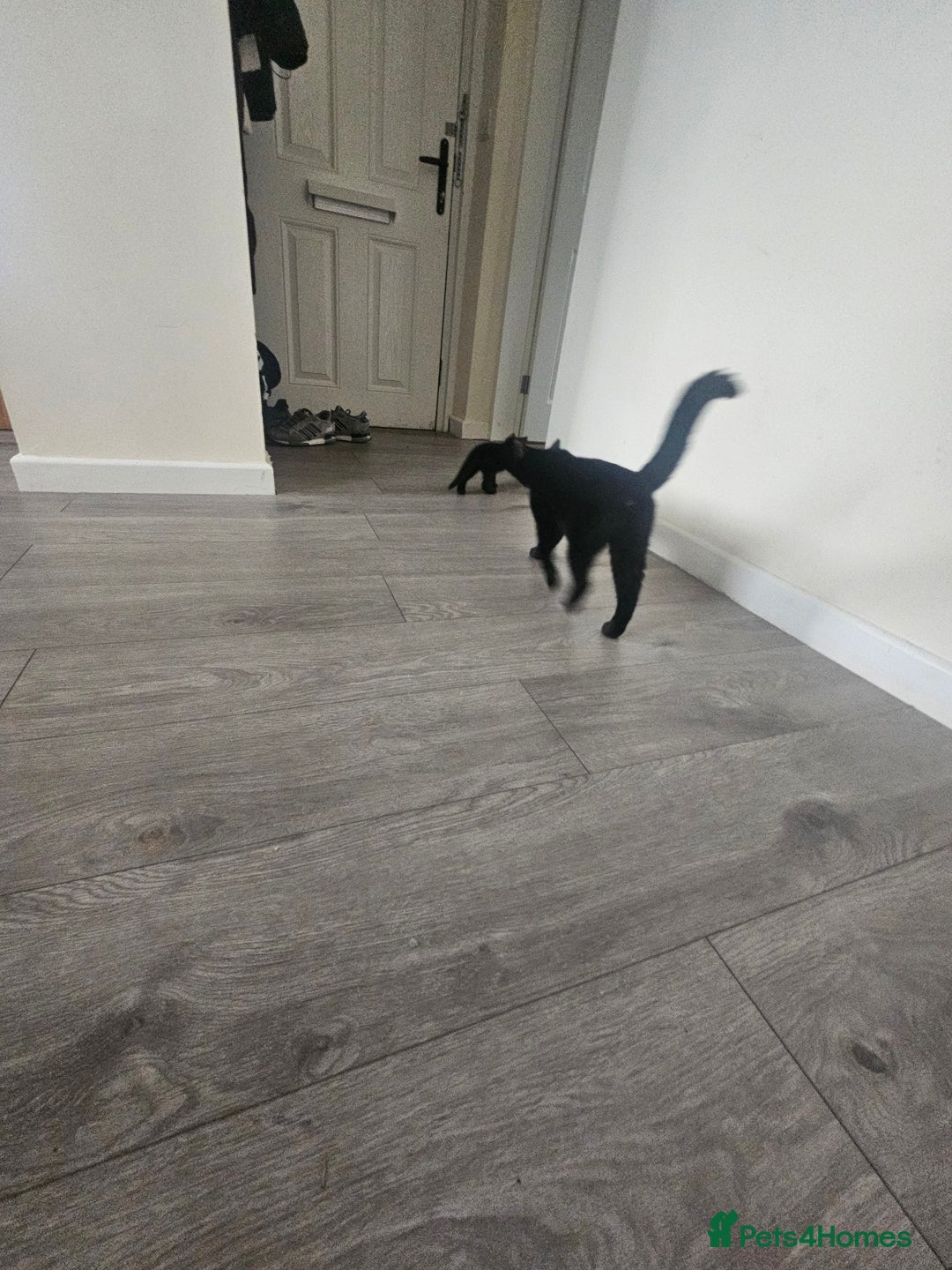 Mixed Breed cats for sale: Kittens  - Image 5