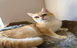 British Shorthair cats for sale: GCCF golden BSH - Image 2