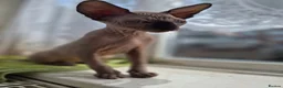 Sphynx cats for sale: Canadian sphynx kitten looking for home in Oldbury - Advert 4
