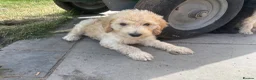 Goldendoodle dogs for sale: Beautiful Goldendoodles - Advert 10