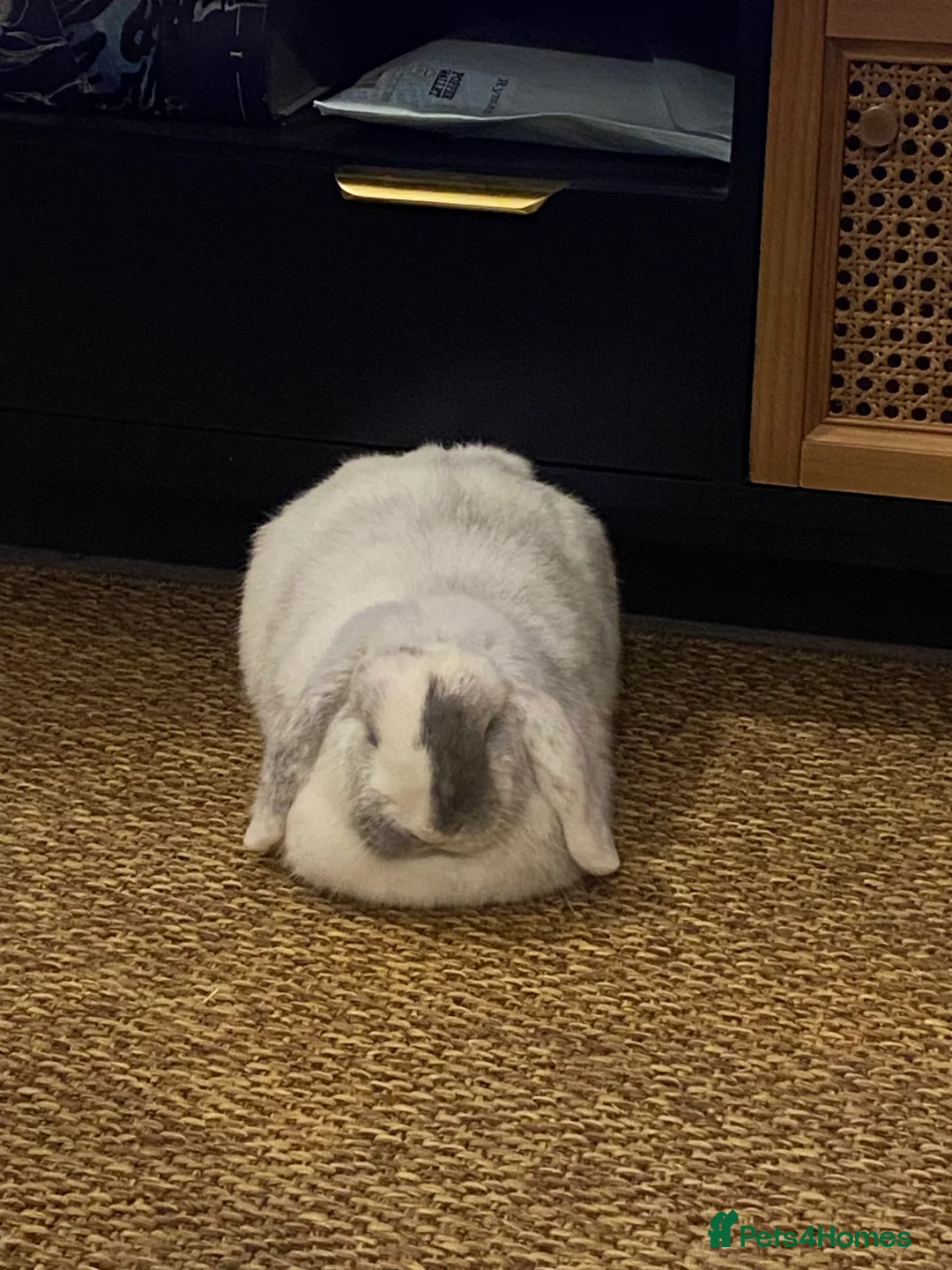 Mini Lop rabbits for sale: Adorable free roam indoor female rabbit - Advert 3