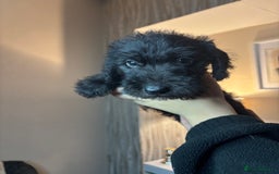 Mixed Breed dogs for sale: 3/4Bedlington 1/4Whippet - Image 4