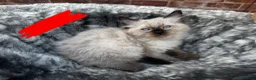 Ragdoll cats for sale: Pure breed ragdoll kittens READY NOW  - Advert 22