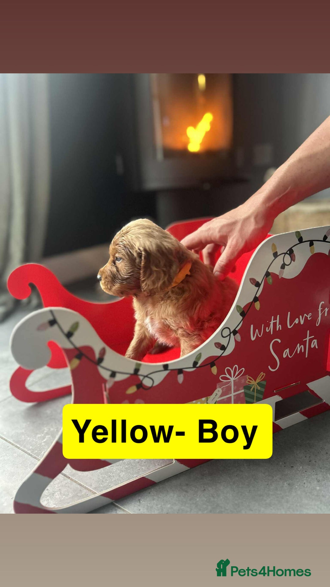 Cockapoo dogs for sale: F2 Cockapoo pups - Advert 25