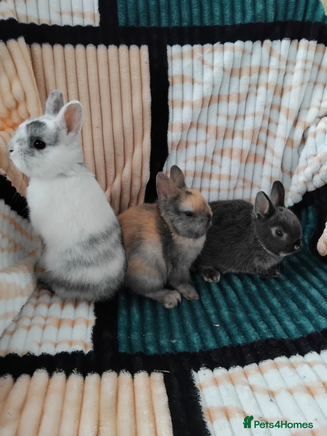 Netherland Dwarf rabbits for sale: Baby Netherland Dwarf rabbits  - Advert 1