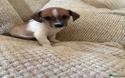 Dachshund dogs for sale: 5 dachshund x cavachon pups for sale  - Image 1